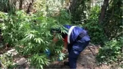 Nehrin ortasındaki adacığı zehir bahçesine çevirmişler Nehrin ortasındaki adacığı zehir bahçesine çevirmişler