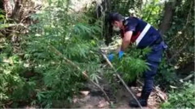 Nehrin ortasındaki adacığı zehir bahçesine çevirmişler Nehrin ortasındaki adacığı zehir bahçesine çevirmişler