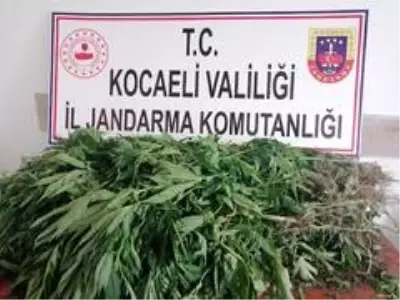 Ormanlık alanda kenevir tacirliğine jandarma engeli Ormanlık alanda kenevir tacirliğine jandarma engeli
