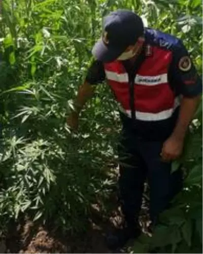 Ormanlık alanda kenevir tacirliğine jandarma engeli Ormanlık alanda kenevir tacirliğine jandarma engeli