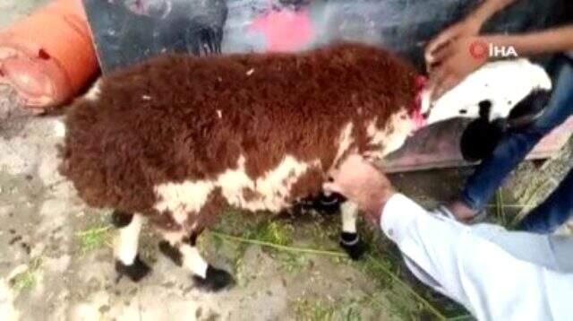 Pakistan'da fıkra gibi olay! Kurbanlık koyun diye aldı gerçek çok farklı çıktı Pakistan'da fıkra gibi olay! Kurbanlık koyun diye aldı gerçek çok farklı çıktı