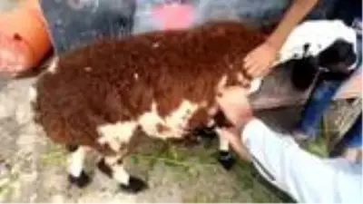 Pakistan'da fıkra gibi olay! Kurbanlık koyun diye aldı gerçek çok farklı çıktı Pakistan'da fıkra gibi olay! Kurbanlık koyun diye aldı gerçek çok farklı çıktı