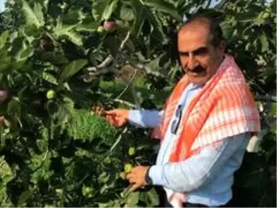 Siyah incir ihracatı 30 Temmuz'da başlıyor Siyah incir ihracatı 30 Temmuz'da başlıyor