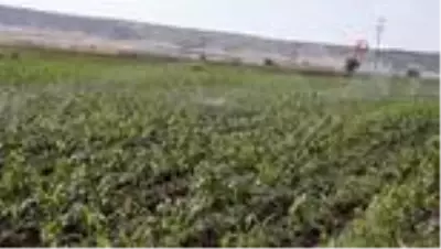 Araban Ovası'ndaki topraklar yarım asır sonra suya kavuştu Araban Ovası'ndaki topraklar yarım asır sonra suya kavuştu