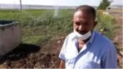 Araban Ovası'ndaki topraklar yarım asır sonra suya kavuştu Araban Ovası'ndaki topraklar yarım asır sonra suya kavuştu