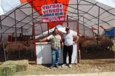 Yozgat'ın kuyruklu koçları kurban pazarında yoğun ilgi gördü Yozgat'ın kuyruklu koçları kurban pazarında yoğun ilgi gördü