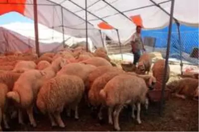 Yozgat'ın kuyruklu koçları kurban pazarında yoğun ilgi gördü Yozgat'ın kuyruklu koçları kurban pazarında yoğun ilgi gördü