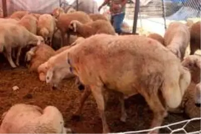 Yozgat'ın kuyruklu koçları kurban pazarında yoğun ilgi gördü Yozgat'ın kuyruklu koçları kurban pazarında yoğun ilgi gördü