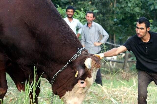 1 ton 800 kilogramlık 'Kocaman' 50 bin liraya alıcısını bekliyor