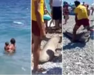 Antalya'da köpekbalığı ölüsü kıyıya vurdu Antalya'da köpekbalığı ölüsü kıyıya vurdu