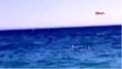 Antalya'da köpekbalığı ölüsü kıyıya vurdu Antalya'da köpekbalığı ölüsü kıyıya vurdu