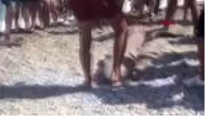 Antalya'da köpekbalığı ölüsü kıyıya vurdu Antalya'da köpekbalığı ölüsü kıyıya vurdu