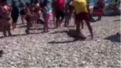 Antalya'da köpekbalığı ölüsü kıyıya vurdu Antalya'da köpekbalığı ölüsü kıyıya vurdu
