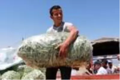 Burdurlu fasulye üreticisi verim kaybına rağmen fiyattan umutlu Burdurlu fasulye üreticisi verim kaybına rağmen fiyattan umutlu