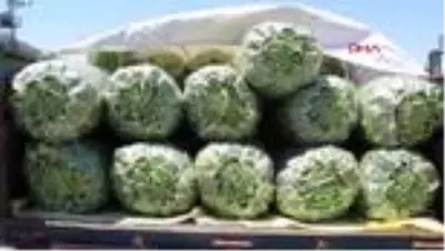 Burdurlu fasulye üreticisi fiyattan umutlu Burdurlu fasulye üreticisi fiyattan umutlu