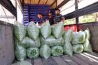 Burdurlu fasulye üreticisi verim kaybına rağmen fiyattan umutlu Burdurlu fasulye üreticisi verim kaybına rağmen fiyattan umutlu