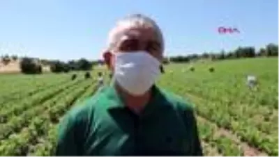 Burdurlu fasulye üreticisi fiyattan umutlu Burdurlu fasulye üreticisi fiyattan umutlu