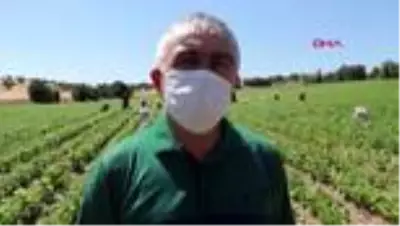 Burdurlu fasulye üreticisi fiyattan umutlu Burdurlu fasulye üreticisi fiyattan umutlu
