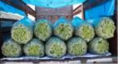 Burdurlu fasulye üreticisi verim kaybına rağmen fiyattan umutlu Burdurlu fasulye üreticisi verim kaybına rağmen fiyattan umutlu