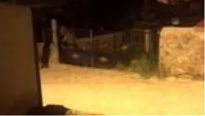 'Cesur' mahalleye inen bozayıların korkulu rüyası oldu 'Cesur' mahalleye inen bozayıların korkulu rüyası oldu