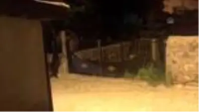 'Cesur' mahalleye inen bozayıların korkulu rüyası oldu 'Cesur' mahalleye inen bozayıların korkulu rüyası oldu
