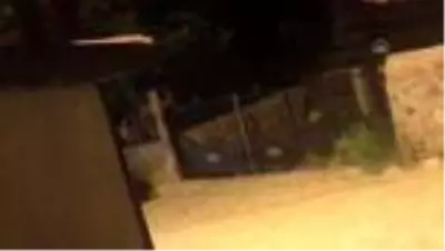 'Cesur' mahalleye inen bozayıların korkulu rüyası oldu 'Cesur' mahalleye inen bozayıların korkulu rüyası oldu