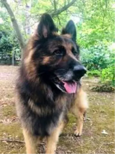 Eşini ısıran köpeği silahla vurdu Eşini ısıran köpeği silahla vurdu