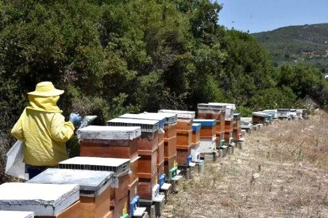 İZMİR Oğlu için 2 kovanla arıcılığa başladı, 2 yılda 200 kovana ulaştı İZMİR Oğlu için 2 kovanla arıcılığa başladı, 2 yılda 200 kovana ulaştı