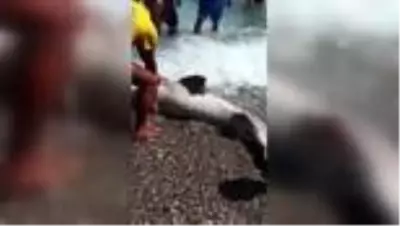 Konyaaltı Sahili açıklarında ölü köpek balığı bulundu Konyaaltı Sahili açıklarında ölü köpek balığı bulundu