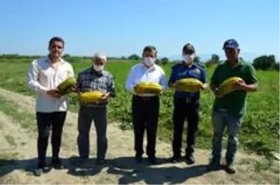 Manisa'da 'Altınbaş Kavunu'nda hasat başladı Manisa'da 'Altınbaş Kavunu'nda hasat başladı