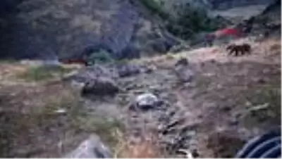 TUNCELİ Tunceli'de boz ayıların beslenme anları görüntülendi TUNCELİ Tunceli'de boz ayıların beslenme anları görüntülendi