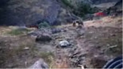 TUNCELİ Tunceli'de boz ayıların beslenme anları görüntülendi TUNCELİ Tunceli'de boz ayıların beslenme anları görüntülendi