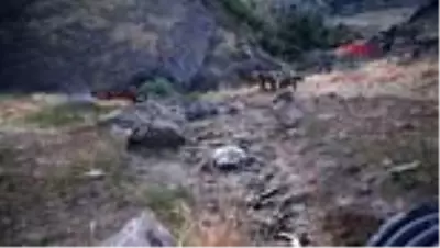 TUNCELİ Tunceli'de boz ayıların beslenme anları görüntülendi TUNCELİ Tunceli'de boz ayıların beslenme anları görüntülendi