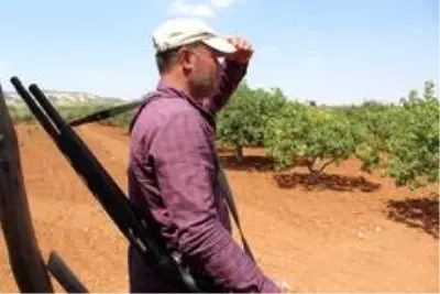 Antep fıstığı üreticileri, hırsızlık olaylarına karşı tarlalarda silahlı nöbet tutuyor Antep fıstığı üreticileri, hırsızlık olaylarına karşı tarlalarda silahlı nöbet tutuyor