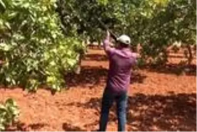 Antep fıstığı üreticileri, hırsızlık olaylarına karşı tarlalarda silahlı nöbet tutuyor Antep fıstığı üreticileri, hırsızlık olaylarına karşı tarlalarda silahlı nöbet tutuyor
