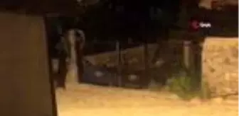 Sarıkamış: Aç kalan boz ayılar ilçe merkezine indi...Köpek, yavru boz ayıyı böyle kovaladı Sarıkamış: Aç kalan boz ayılar ilçe merkezine indi...Köpek, yavru boz ayıyı böyle kovaladı