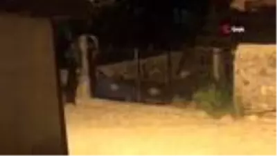 Aç kalan boz ayılar ilçe merkezine indi...Köpek, yavru boz ayıyı böyle kovaladı Aç kalan boz ayılar ilçe merkezine indi...Köpek, yavru boz ayıyı böyle kovaladı