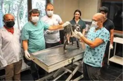 Alevler içinden çıkartılan köpek iyileşiyor Alevler içinden çıkartılan köpek iyileşiyor