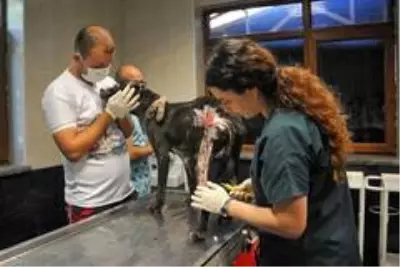Alevler içinden çıkartılan köpek iyileşiyor Alevler içinden çıkartılan köpek iyileşiyor