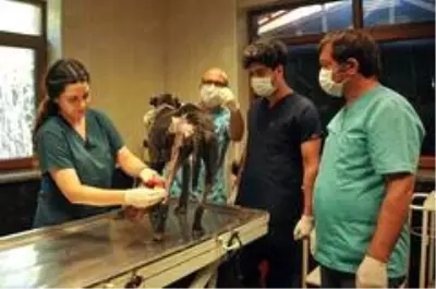 Alevler içinden çıkartılan köpek iyileşiyor Alevler içinden çıkartılan köpek iyileşiyor