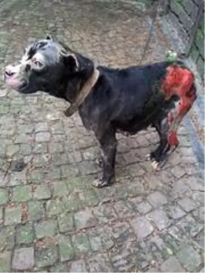 Alevler içinden çıkartılan köpek iyileşiyor Alevler içinden çıkartılan köpek iyileşiyor