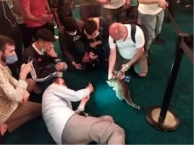 Ayasofya'nın dünyaca ünlü kedisi 'Gli' büyük ilgi görüyor Ayasofya'nın dünyaca ünlü kedisi 'Gli' büyük ilgi görüyor