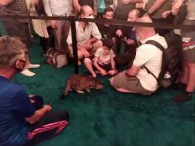 Ayasofya'nın dünyaca ünlü kedisi 'Gli' büyük ilgi görüyor Ayasofya'nın dünyaca ünlü kedisi 'Gli' büyük ilgi görüyor