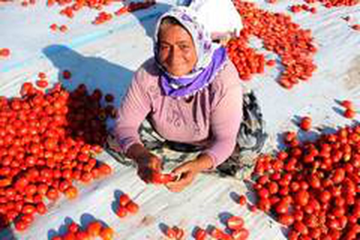 Torbalı domastesi, dünyada 60'tan fazla ülkeye ihraç ediliyor