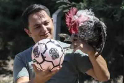 Maradona, Taffarel ve Şampiyon isimli horozların futbol sevdası Maradona, Taffarel ve Şampiyon isimli horozların futbol sevdası