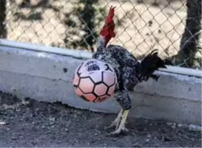 (Özel haber) Maradona, Taffarel ve Şampiyon isimli horozların futbol sevdası (Özel haber) Maradona, Taffarel ve Şampiyon isimli horozların futbol sevdası