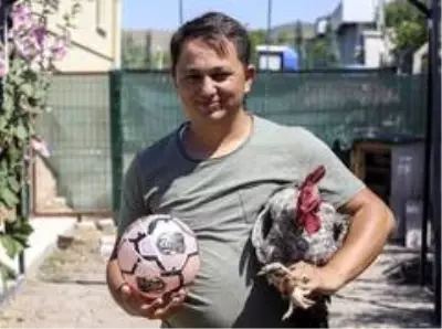 (Özel haber) Maradona, Taffarel ve Şampiyon isimli horozların futbol sevdası (Özel haber) Maradona, Taffarel ve Şampiyon isimli horozların futbol sevdası