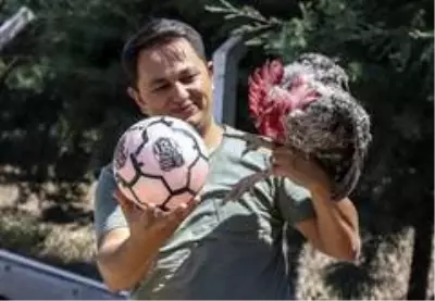 (Özel haber) Maradona, Taffarel ve Şampiyon isimli horozların futbol sevdası (Özel haber) Maradona, Taffarel ve Şampiyon isimli horozların futbol sevdası