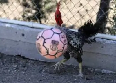 (Özel haber) Maradona, Taffarel ve Şampiyon isimli horozların futbol sevdası (Özel haber) Maradona, Taffarel ve Şampiyon isimli horozların futbol sevdası