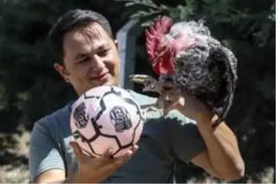 (Özel haber) Maradona, Taffarel ve Şampiyon isimli horozların futbol sevdası (Özel haber) Maradona, Taffarel ve Şampiyon isimli horozların futbol sevdası